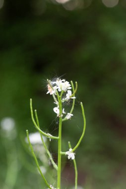 Beyaz yabani bir çiçeğin küçük böcekli ve güzel örümcek ağlı Macro fotoğrafı. Doğal çayır ayrıntıları biyolojik çeşitliliği ve kırılgan ekosistemleri sembolize eder.