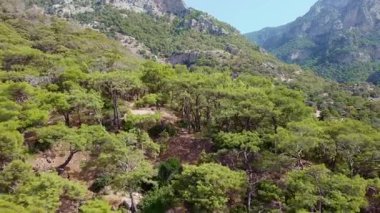 Türkiye 'nin Lycian Yolu' ndaki gür çam ormanları üzerinde havadan uçuş. Yeşil çam ormanları, dramatik dağ sırtları Türk doğasının sakin atmosferi. Akdeniz boyunca yürüyüş ve turizm