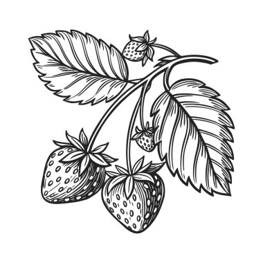 Zarif Üzüm Silueti Yapraklar ve Üzüm Demeti