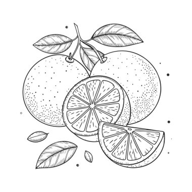 Portakal Resimleri El Tarlası Yapraklı Citrus Meyveleri