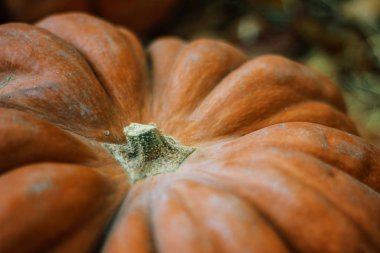 Nervürlü Turuncu kabak yakın çekim. rustik arka plan tasarım