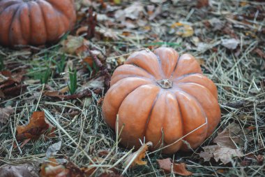 Farklı şekil Vintage kabaklar saman üzerinde yalan. Sonbaharda hasat