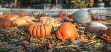 Rustik antika arka plan farklı kabak ile. Şükran günü kavramı
