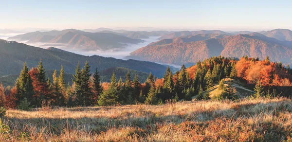 Autumn landscape mountains and colorful forest at sunrise. Ukrainian Carpathians — Stock Photo, Image