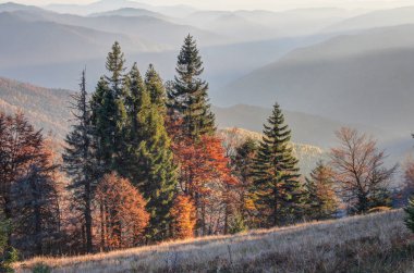 Sonbahar Orman gün batımında. Sararmış orman ve dağlarda günbatımı ışınlarının görünümünü. Ukraynalı Karpatlar