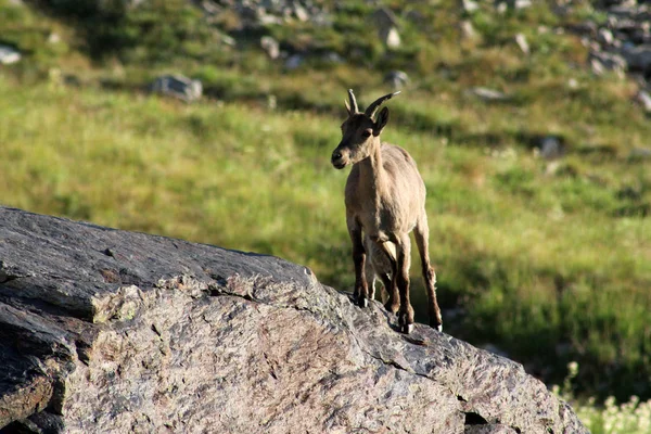 Cabra Montesa Fêmea Ambiente Natural Passeio Cabra Montanha Caucasiana Reserva — Fotografia de Stock
