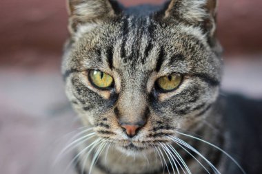 Sıkı kedi bak. Zümrüt gözlü kedi. Yakın çekim