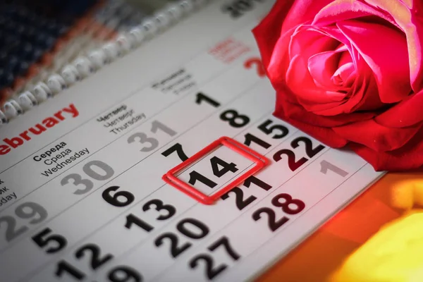 Röd Ros Låg Kalendern Med Datum För Februari Alla Hjärtans — Stockfoto