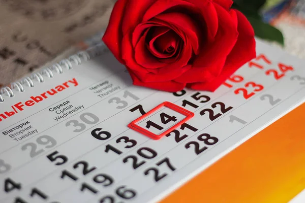 Červená Růže Ležela Kalendáře Datem Únor Den Svatého Valentýna — Stock fotografie