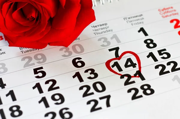 Červená Růže Ležela Kalendáře Datem Únor Den Svatého Valentýna — Stock fotografie