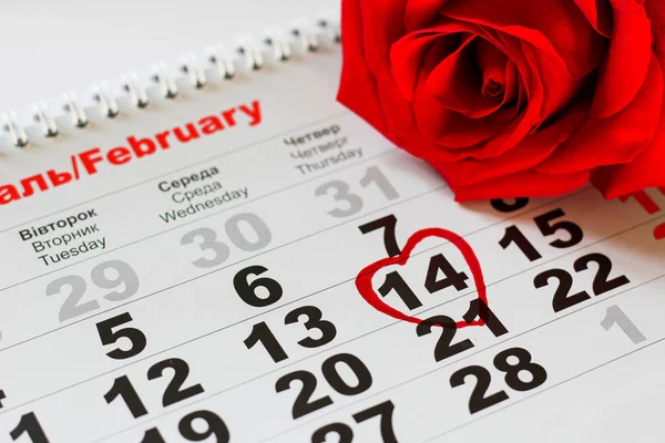 red rose lay on the calendar with the date of February 14 Valentine\'s day