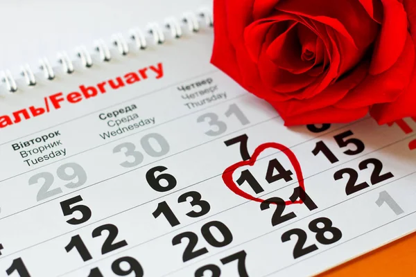 red rose lay on the calendar with the date of February 14 Valentine's day