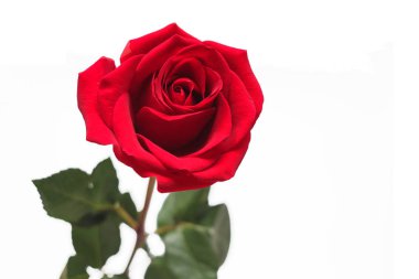 Beyaz arkaplanda kırmızı gül