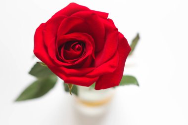 Beyaz arkaplanda kırmızı gül