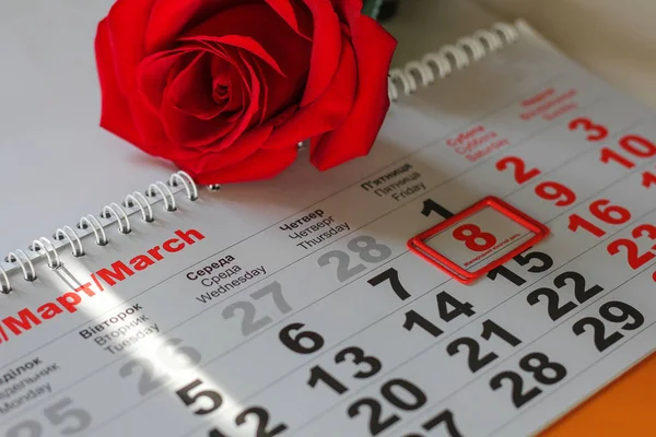 Röd Ros Låg Kalendern Med Datum Den Mars Koncept Internationella — Stockfoto