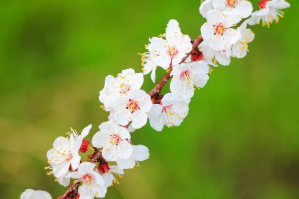 Blommande Grenar Träd Natur Suddig Bakgrund Kort Skärpedjup Våren Humör — Stockfoto