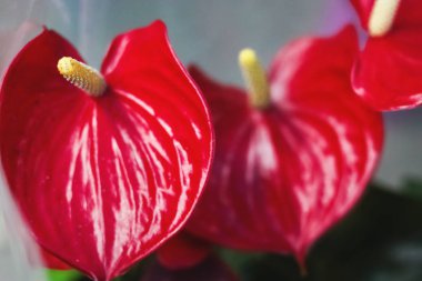 Kırmızı çiçek anthurium yakın çekim. Egzotik bitkiler evde büyüyen