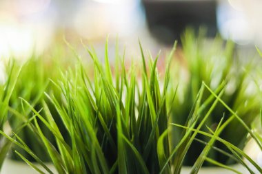 yakın çekim dekoratif yeşil çim kapalı. Arka plan bulanık