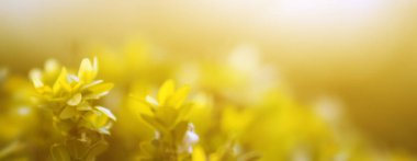 Odaklanın. Bahçede sarı yaprak doğa görünümü. Bir arka plan veya duvar kağıdı kavramı olarak kullanarak doğal sarı bitkiler peyzaj.