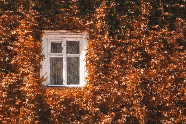 Tırmanma bitki arka plan ile kahverengi duvarda beyaz vintage pencere. Beyaz pencereli evde kahverengi sarmaşık. Sonbahar manzarası