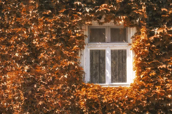 White vintage window on brown wall with climbing plant background. Brown ivy on house with white window. Autumn landscape