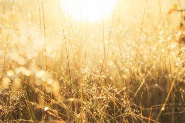 Gün doğumunda çiy ile kaplı uzun ot. Güneş parıltısında sepyaçayır otu. Güneşli ışınlar çayırdaki çimleri aydınlatır. Şafakta çiy li kuru ot. Sabah güneşi ışınlarıçayır bitkisi. Seçili odak