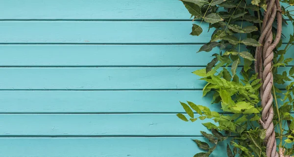 ツタの木と青いアクアマリンの木製の背景 - 緑のツタの植物を登る古い木製のファサードを塗装 - 風化したフェンスと常緑の葉とヴィンテージハウスフロント。スペースのコピー — ストック写真