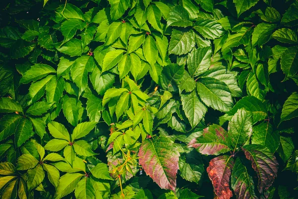 Vzor zelené letní listí. Krásné podzimní pozadí z listů břečťanu nebo divokých hroznů. Pozadí letní nebo jarní sezóny — Stock fotografie