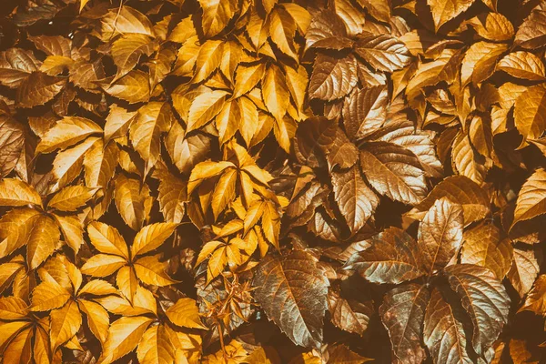 Wzór pomarańczowy-czerwony upadek liści. Piękne jesienne tło z liści bluszczu lub dzikich winogron. Tło sezonu jesiennego — Zdjęcie stockowe