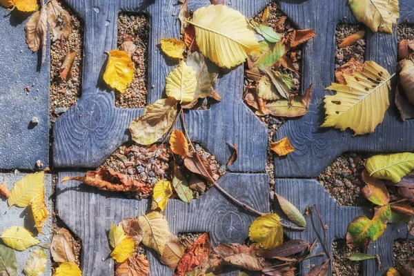 Žluté listy na tmavém pozadí. Textura, podzimní listí na chodníku v zahradě. Podzimní krajina. — Stock fotografie