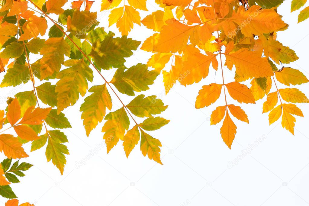 border frame of colorful autumn leaves isolated on white background