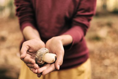 Yakın plan küçük beyaz mantarlı turuncu başlıklı Leccinum veya Boletus avucunun içinde bulunur. Seçici odaklanma ve yumuşak arkaplan. Sonbahar hasadı.