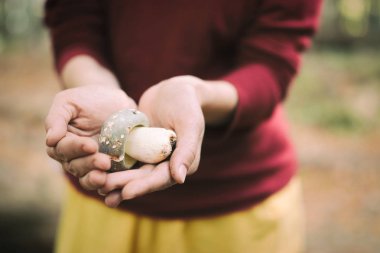 Yakın plan küçük beyaz mantarlı turuncu başlıklı Leccinum veya Boletus avucunun içinde bulunur. Seçici odaklanma ve yumuşak arkaplan. Sonbahar hasadı.
