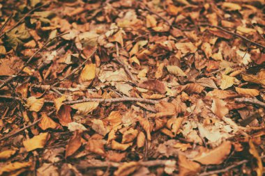 Turuncu-kırmızı sonbahar yapraklarının deseni. Ormanda düşen sarı yaprakların güzel sonbahar arkaplanı. Sonbahar sezonu arkaplanı