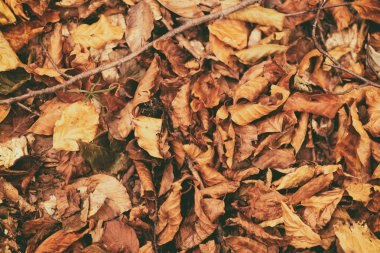 Turuncu-kırmızı sonbahar yapraklarının deseni. Ormanda düşen sarı yaprakların güzel sonbahar arkaplanı. Sonbahar sezonu arkaplanı