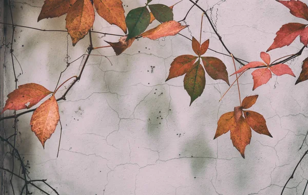 Rámeček barevných podzimních listů izolovaných na bílé stěně. — Stock fotografie
