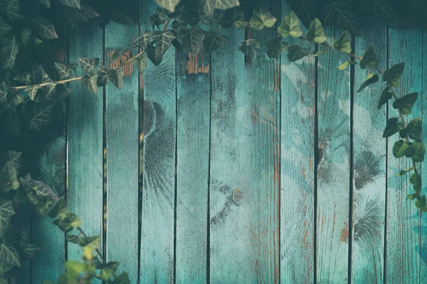 Modré dřevěné pozadí s břečťanem listoví - Malované staré dřevěné fasády se zeleným břečťanem - Ročník dům přední s ošlehaným plotem a věčně zeleným listím. Kopírovat prostor — Stock fotografie