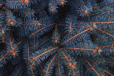 Mavi ladin dalları, yakın plan. Kırsal Noel dokusu. Koyu arkaplanda fidan dalları var. Noel duvar kağıdı konsepti. Boşluğu kopyala.