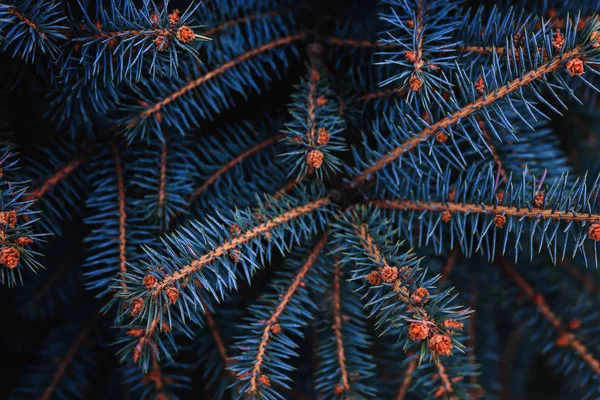 The branches of the blue spruce close-up. Rustic Christmas texture. Fir branches on the dark background. Christmas wallpaper concept. Copy space. — Stock Photo, Image