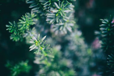 Mavi ladin dalları, yakın plan. Kırsal Noel dokusu. Koyu arkaplanda fidan dalları var. Noel duvar kağıdı konsepti. Boşluğu kopyala.