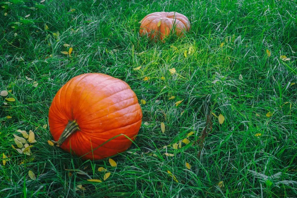 Orange and green pumpkin on green grass. Colorful autumn Thanksgiving background with copy space for your text. Ripe yellow pumpkins on green grass with fallen leaves. Autumn concept with pumpkins. — Stock Photo, Image