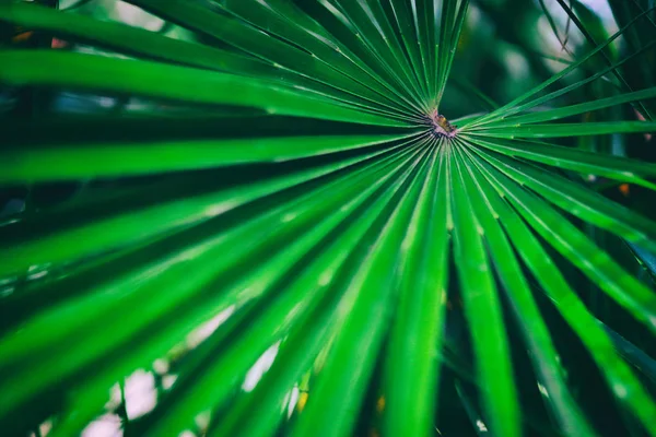 Tropikalny liść palmy ciemnozielone tło. Widok z bliska Linie i tekstury liści zielonej palmy, dla tła i abstrakcji. Tropikalny liść palmy ciemnozielone tło — Zdjęcie stockowe