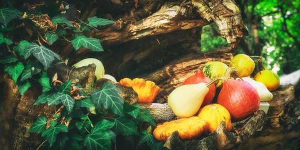 Sebuah musim gugur pedesaan masih hidup dengan labu dan daun emas di permukaan kayu di taman. Sebuah musim gugur masih pedesaan hidup dengan labu . — Stok Foto