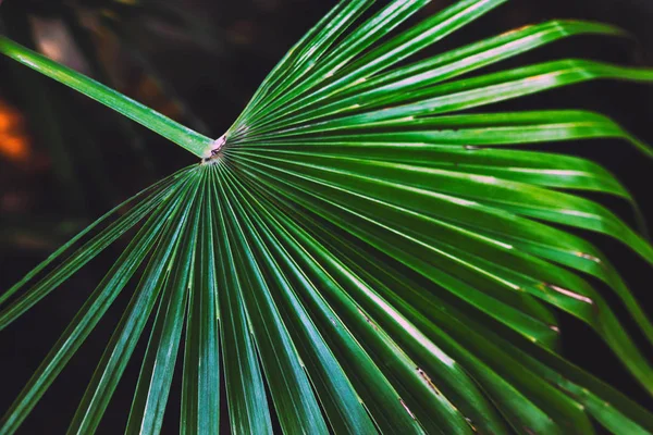 Tropical palm leaf dark green background. Close-up view Lines and textures of Green Palm leaves , for background and abstract.  Tropical palm leaf dark green background