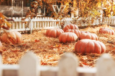 Parlak turuncu balkabakları, güneşli bir günde bahçedeki bir çitin arkasında kuru yaprakların ve samanların içinde uzanıyorlar. Kavram - sonbahar arkaplanı, hasat. 