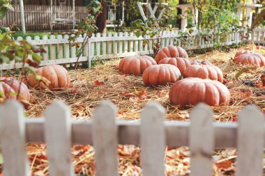 Parlak turuncu balkabakları, güneşli bir günde bahçedeki bir çitin arkasında kuru yaprakların ve samanların içinde uzanıyorlar. Kavram - sonbahar arkaplanı, hasat. 
