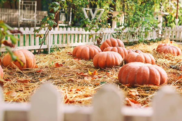 Parlak turuncu balkabakları, güneşli bir günde bahçedeki bir çitin arkasında kuru yaprakların ve samanların içinde uzanıyorlar. Kavram - sonbahar arkaplanı, hasat. 