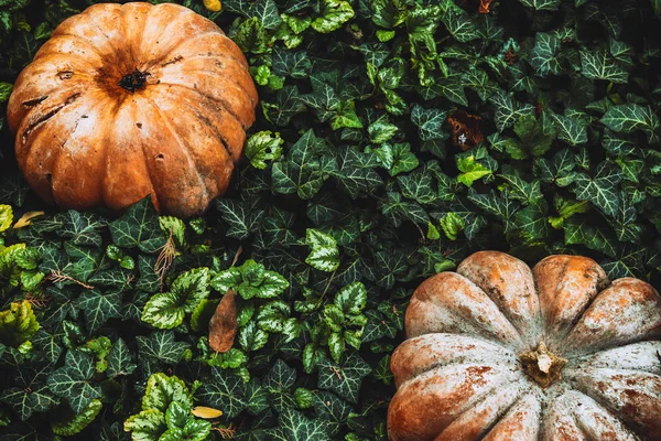 Büyük turuncu balkabakları bahçede yeşil yapraklı sarmaşıkların içinde yatıyor. Konsept - sonbahar geçmişi, hasat. Koyu arkaplan