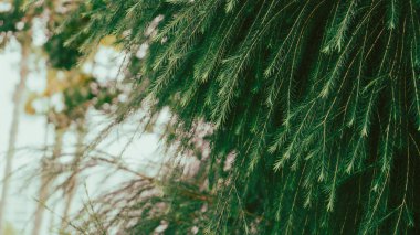 Yeşil yapraklı çam dalı, doğal arka plan