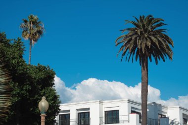 Los Angeles, Kaliforniya 'da modern bir binanın önündeki palmiye ağaçları. seyahat, turizm ve tatil konsepti. yüksek kaliteli fotoğraf